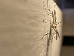 Tipula
