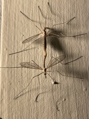 Tipula