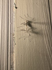 Tipula
