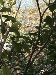 Anthracothorax prevostii