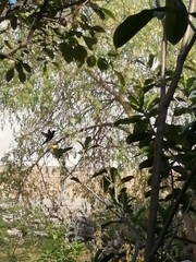 Anthracothorax prevostii