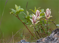 Castilleja lapponica
