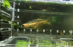 Oryzias profundicola