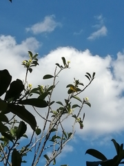 Anthracothorax prevostii