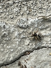 Habronattus hirsutus