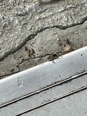 Habronattus hirsutus