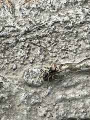 Habronattus hirsutus