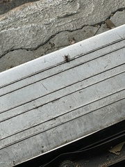 Habronattus hirsutus