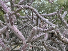 Cylindropuntia thurberi versicolor