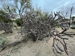 Cylindropuntia thurberi versicolor