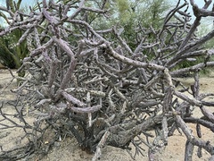 Cylindropuntia thurberi versicolor