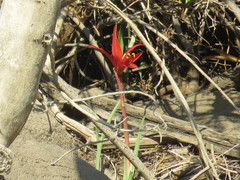 Sprekelia formosissima