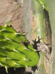 Leptoglossus lineosus