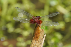 Erythrodiplax fervida