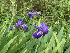 Iris tectorum