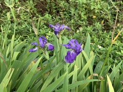 Iris tectorum