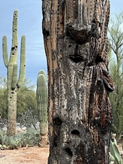 Carnegiea gigantea