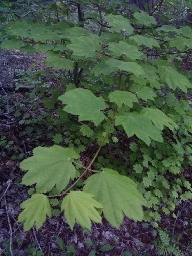 Acer circinatum, photographed by an iNaturalist contributor