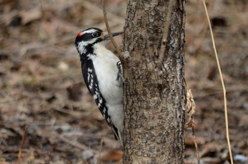 Hairy Woodpecker, photo 10 of 10