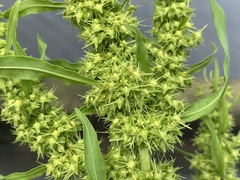 Rumex trisetifer