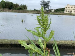 Rumex trisetifer