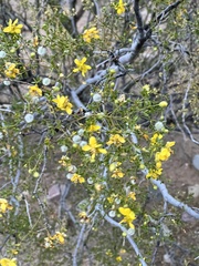 Larrea tridentata