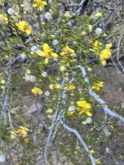 Larrea tridentata
