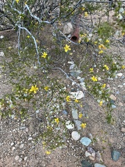 Larrea tridentata