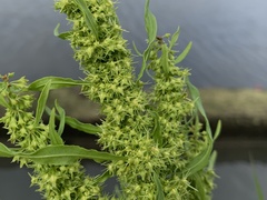 Rumex trisetifer