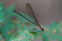 Hetaerina occisa