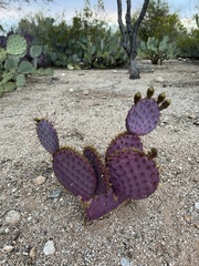 Opuntia