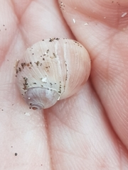 Gastropoda