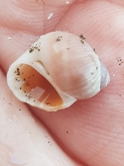 Gastropoda
