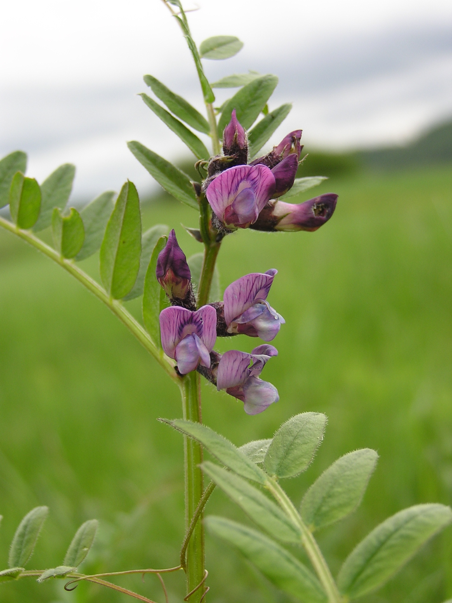 Vicia sepium