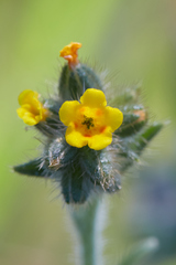 Amsinckia lycopsoides