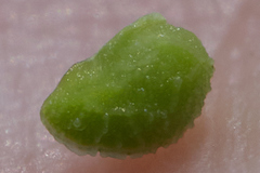 Amsinckia lycopsoides