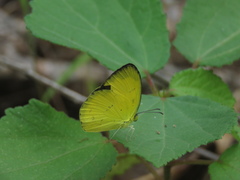 Eurema alitha