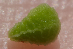 Amsinckia lycopsoides