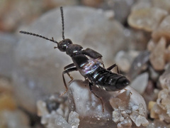Tachyusini