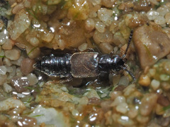 Thinodromus