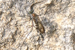 Liancalus virens