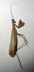 Chroicopteridae