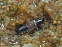 Thinodromus