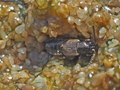 Thinodromus
