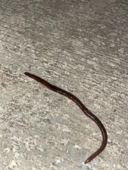 Amynthas gracilis