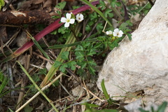 Cardamine graeca