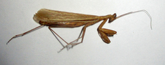 Chroicopteridae