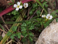 Cardamine graeca