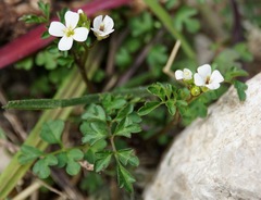 Cardamine graeca