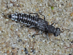 Stenus canaliculatus